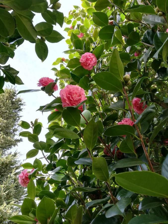 Villa Las Camelias Villanueva De Arosa Dış mekan fotoğraf